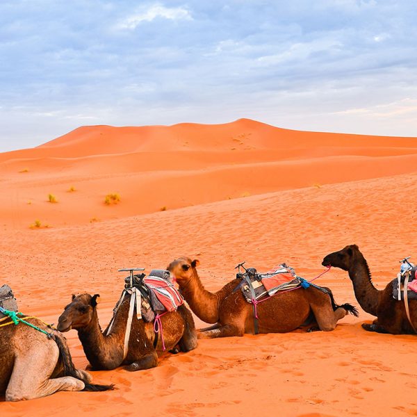 camels morocco desert merzouga