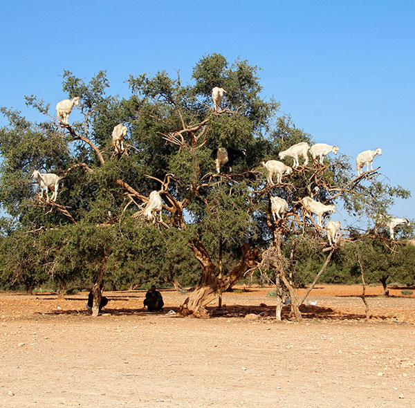 essaouira goat tree