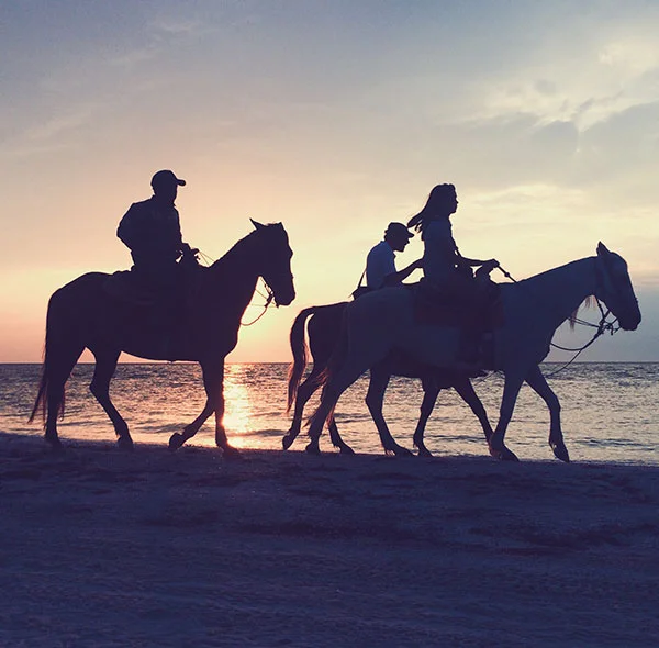 Agadir horse riding sunset