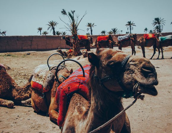 Camel Ride in Palmeraie Marrakech: A Lifetime Adventure!