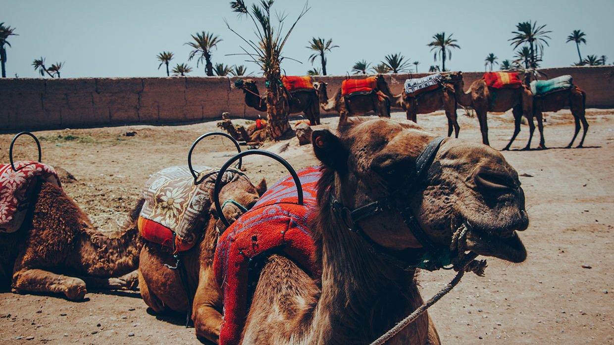 Camel Ride in Palmeraie Marrakech