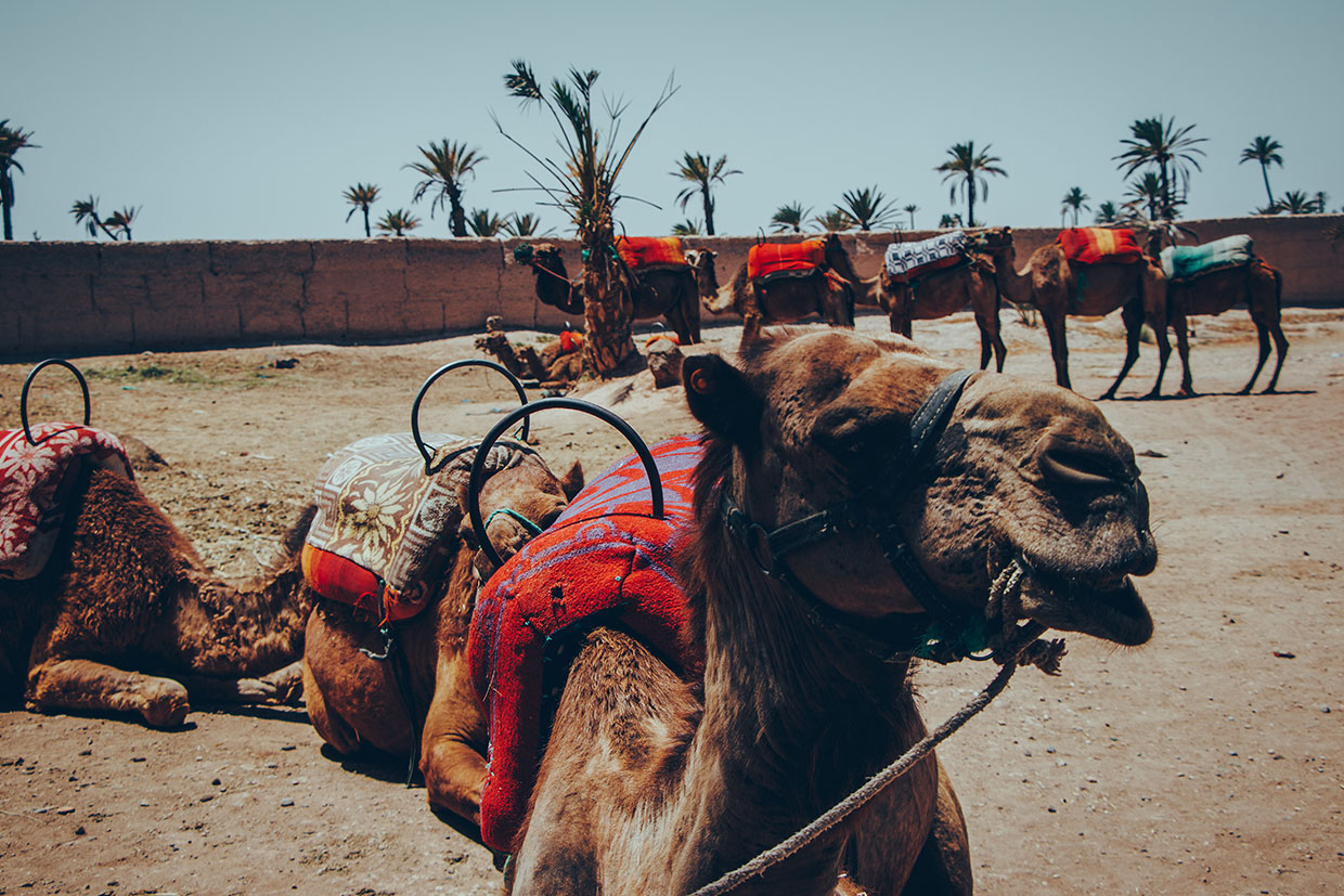 Camel Ride in Palmeraie Marrakech: A Lifetime Adventure!